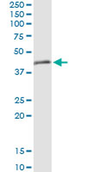 TRIM63 MaxPab rabbit polyclonal antibody (D01)