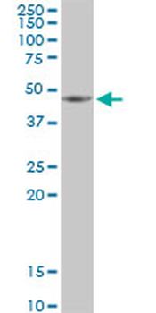 HSDL2 purified MaxPab mouse polyclonal antibody (B01P)