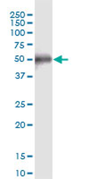 CCDC8 purified MaxPab mouse polyclonal antibody (B01P)