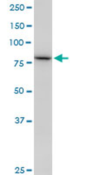 SETDB2 monoclonal antibody (M17), clone 2F4
