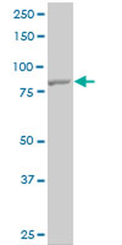 TLR10 monoclonal antibody (M01), clone 2A11