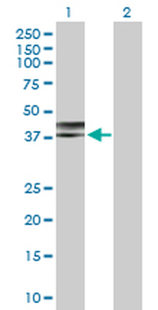 NDEL1 purified MaxPab rabbit polyclonal antibody (D01P)