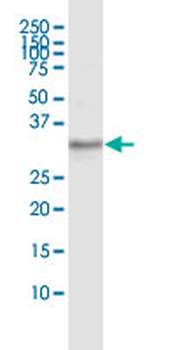 TXNDC1 purified MaxPab mouse polyclonal antibody (B01P)