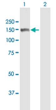 MMRN2 purified MaxPab mouse polyclonal antibody (B01P)