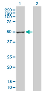 GSDMD purified MaxPab rabbit polyclonal antibody (D01P)