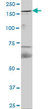 FYCO1 purified MaxPab mouse polyclonal antibody (B01P)