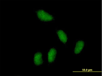 KCTD15 purified MaxPab mouse polyclonal antibody (B01P)