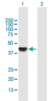 DLK2 purified MaxPab mouse polyclonal antibody (B01P)