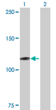 MICAL1 purified MaxPab mouse polyclonal antibody (B01P)
