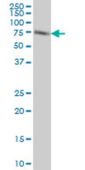 ACBD3 monoclonal antibody (M01), clone 2G2