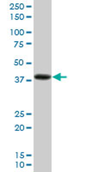 PDLIM2 purified MaxPab mouse polyclonal antibody (B01P)