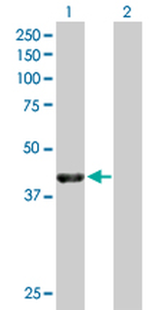 NECAB1 purified MaxPab mouse polyclonal antibody (B01P)