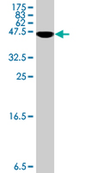 PROK2 polyclonal antibody (A01)