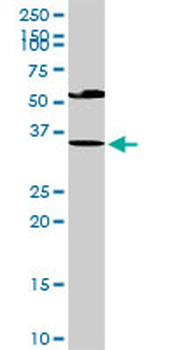 EDA2R purified MaxPab rabbit polyclonal antibody (D01P)
