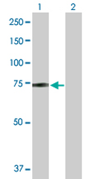 ZBED5 purified MaxPab mouse polyclonal antibody (B01P)