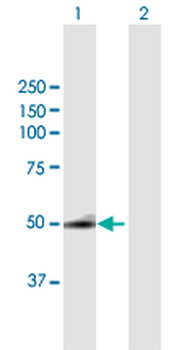SQRDL purified MaxPab mouse polyclonal antibody (B01P)