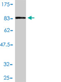 PTBP2 polyclonal antibody (A01)