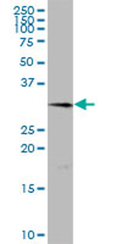 TMEM27 purified MaxPab mouse polyclonal antibody (B01P)