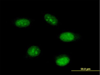 THAP11 purified MaxPab mouse polyclonal antibody (B01P)