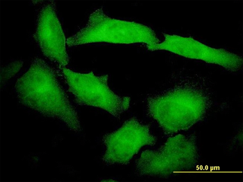 PCDHB10 monoclonal antibody (M07), clone 4C4