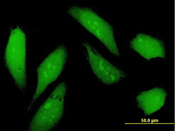 NSFL1C purified MaxPab mouse polyclonal antibody (B01P)