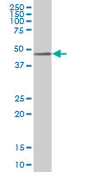 PARVA purified MaxPab mouse polyclonal antibody (B01P)