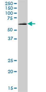 DNAJC11 purified MaxPab mouse polyclonal antibody (B01P)