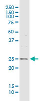 MREG purified MaxPab rabbit polyclonal antibody (D01P)