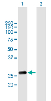 RAB20 purified MaxPab mouse polyclonal antibody (B01P)