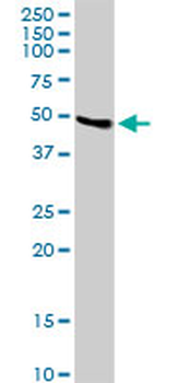 LYAR purified MaxPab mouse polyclonal antibody (B01P)