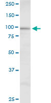 DHTKD1 purified MaxPab mouse polyclonal antibody (B01P)