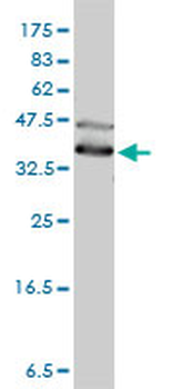 DNAJA4 monoclonal antibody (M01), clone 4B4-1F2