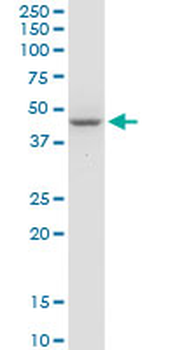 STYK1 purified MaxPab rabbit polyclonal antibody (D01P)