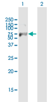 FBXW7 purified MaxPab mouse polyclonal antibody (B01P)