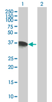 DPPA4 MaxPab mouse polyclonal antibody (B01)