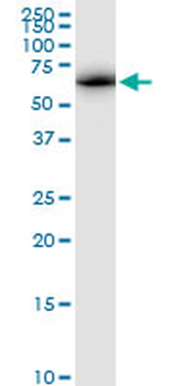 ATAD3A MaxPab rabbit polyclonal antibody (D01)