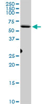 CEP55 purified MaxPab mouse polyclonal antibody (B01P)