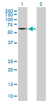 GDPD2 purified MaxPab mouse polyclonal antibody (B01P)