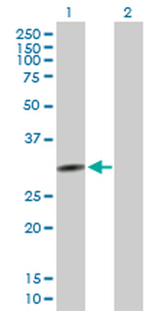 QPCTL purified MaxPab mouse polyclonal antibody (B01P)