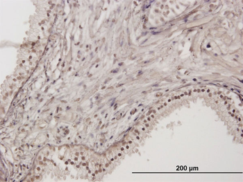 RNF111 purified MaxPab mouse polyclonal antibody (B01P)