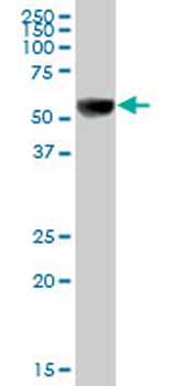 UGT1A9 purified MaxPab mouse polyclonal antibody (B01P)