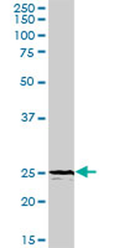 TREM1 purified MaxPab rabbit polyclonal antibody (D01P)