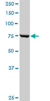 CPSF3 purified MaxPab rabbit polyclonal antibody (D01P)