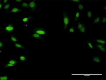 SIRT7 MaxPab rabbit polyclonal antibody (D01)