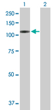 VPS54 purified MaxPab mouse polyclonal antibody (B01P)