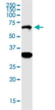 ISYNA1 polyclonal antibody (A01)