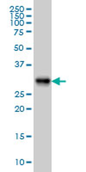ARL6IP4 monoclonal antibody (M09), clone 5E5