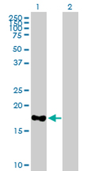 MARCH2 purified MaxPab mouse polyclonal antibody (B01P)