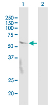 CRBN purified MaxPab mouse polyclonal antibody (B01P)