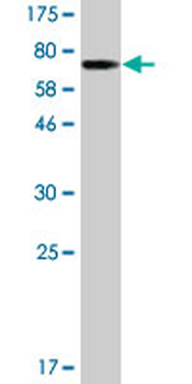 PLEKHO1 monoclonal antibody (M01A), clone 3D5